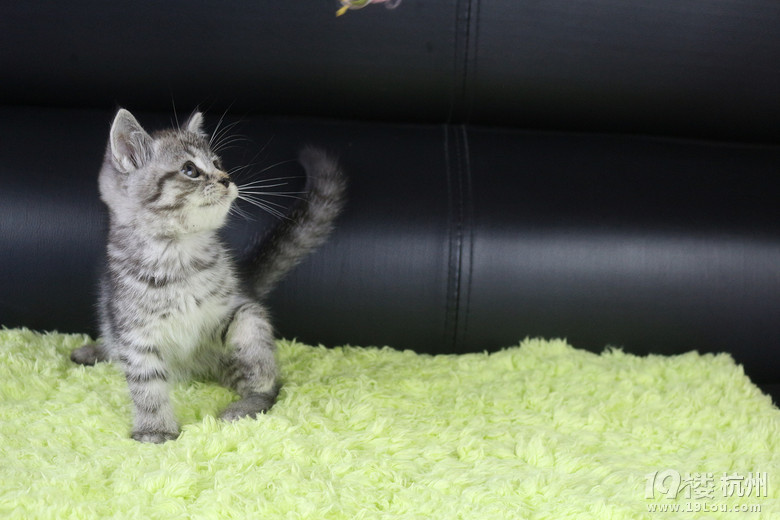 小小宝被东北小伙大大宝带回家享福咯 -爱宠分