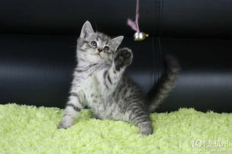 小小宝被东北小伙大大宝带回家享福咯 -爱宠分