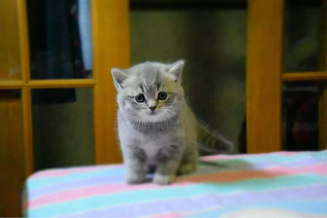 一窝英短出窝啦!一只纯蓝英短妹妹,一只乳