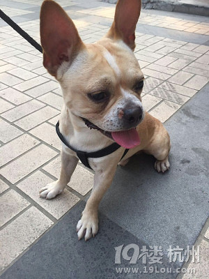 送一个1岁的奶油色法牛,版主手下留情千万别删