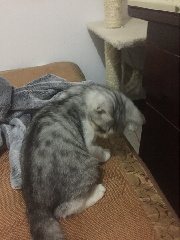 自家公美短出售俩个月,有兴趣加微信235-宠物