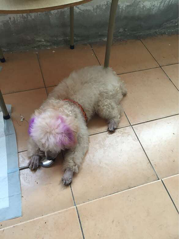 白色贵宾,由于个人原因不能再宠他了,买来