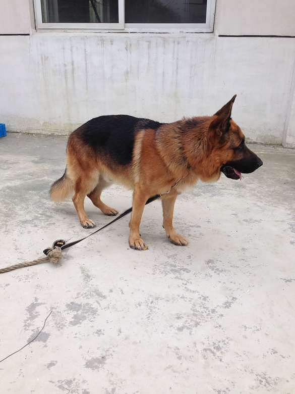 本人有德国纯种牧羊犬黑背一只,公种,体重