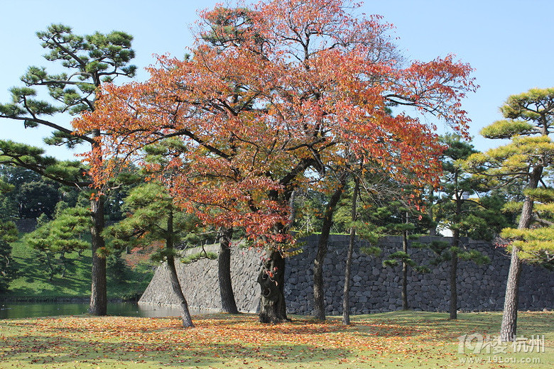 穷游日本,美食美景随心所欲!