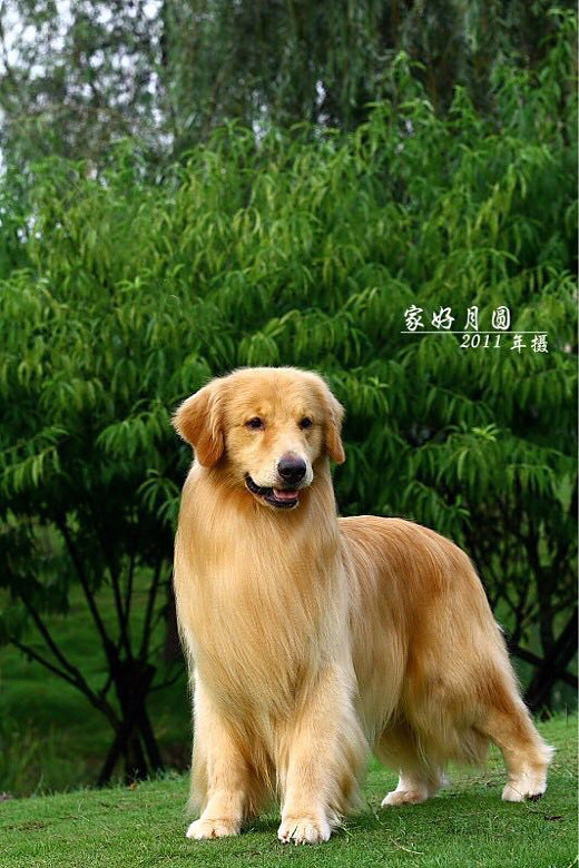 杭州美育金毛犬舍繁殖的4个月纯种赛级金毛