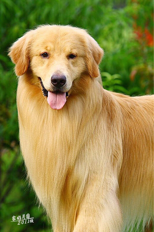 杭州美育金毛犬舍繁殖的4个月纯种赛级金毛