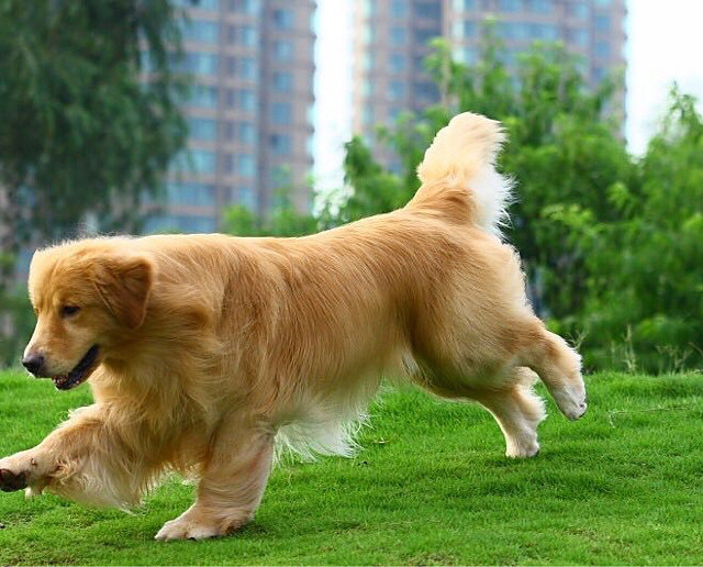 杭州美育金毛犬舍繁殖的4个月纯种赛级金毛