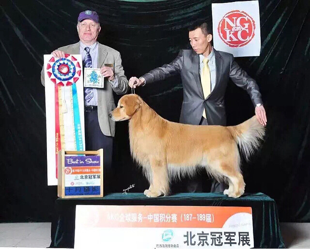 杭州美育金毛犬舍 小金毛 5个月-宠物送养区-杭
