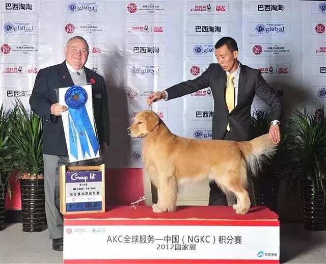 杭州美育金毛犬舍 小金毛 5个月-宠物送养区-杭