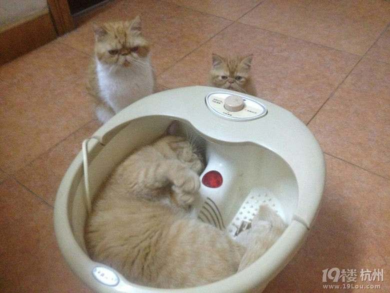 c(din)С~ɰɣͣˎ