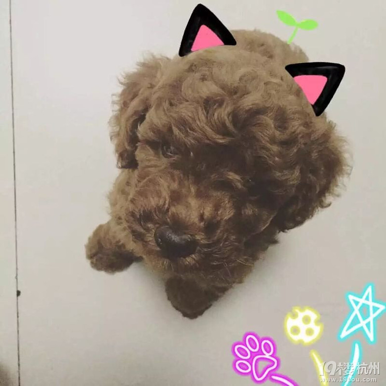 萌物免費(fèi)贈(zèng)送