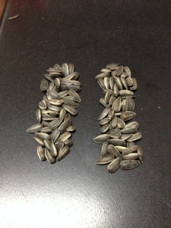 【双11】小瓜子(办公室零食)