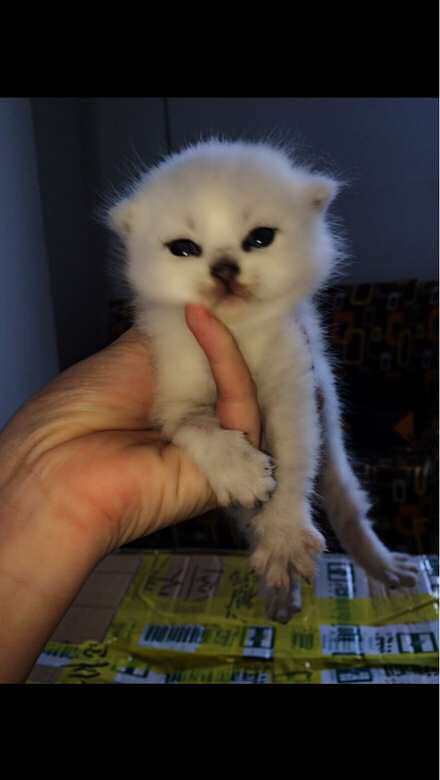 家有一窝银渐层宝宝 头大色浅 有一只mm-宠物