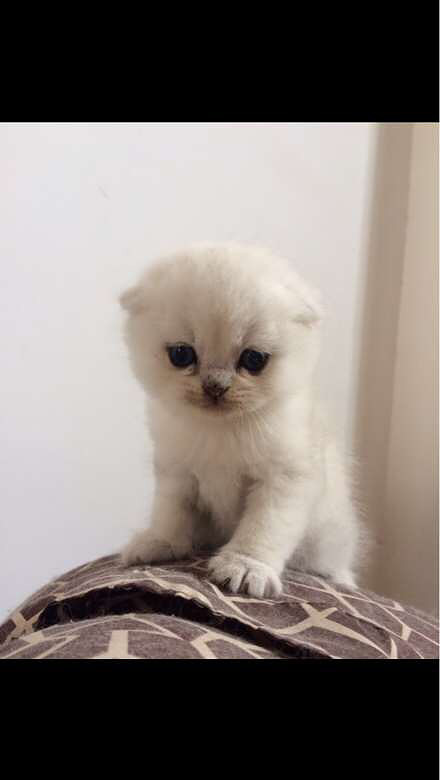 家有一窝银渐层宝宝 头大色浅 有一只mm