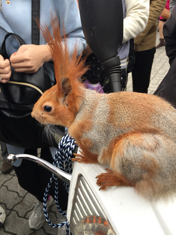 杭州吴山广场英国明星松鼠!-手机随手拍-杭州1