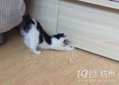 我家小猫咪腹泻怎么办,喂了止泻药没用,怎么弄