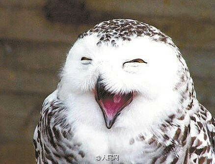 据说笑是会传染的!今天双十一,单身男女也-家有