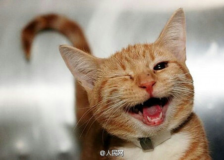 据说笑是会传染的!今天双十一,单身男女也-家有