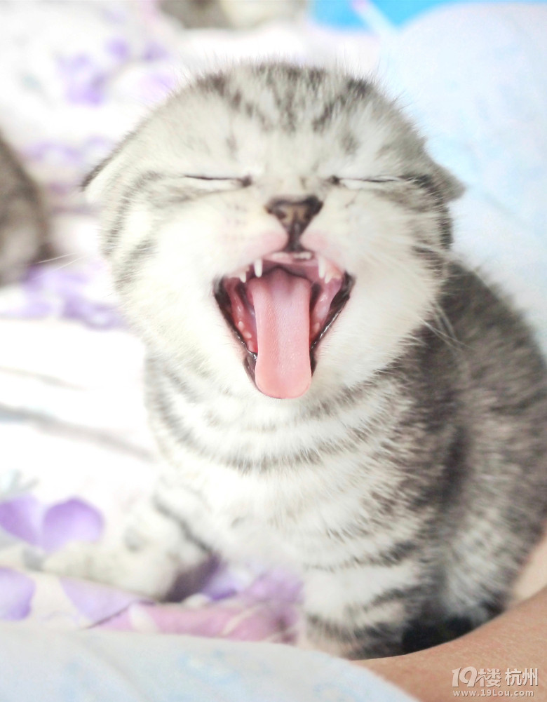 很高兴见到你们,5只萌萌哒小奶喵~-爱宠分享-家