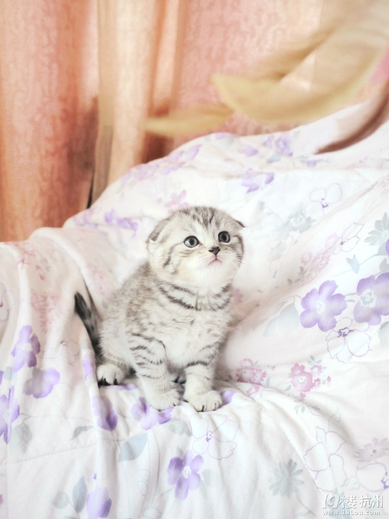 很高兴见到你们,5只萌萌哒小奶喵~-爱宠分享-家