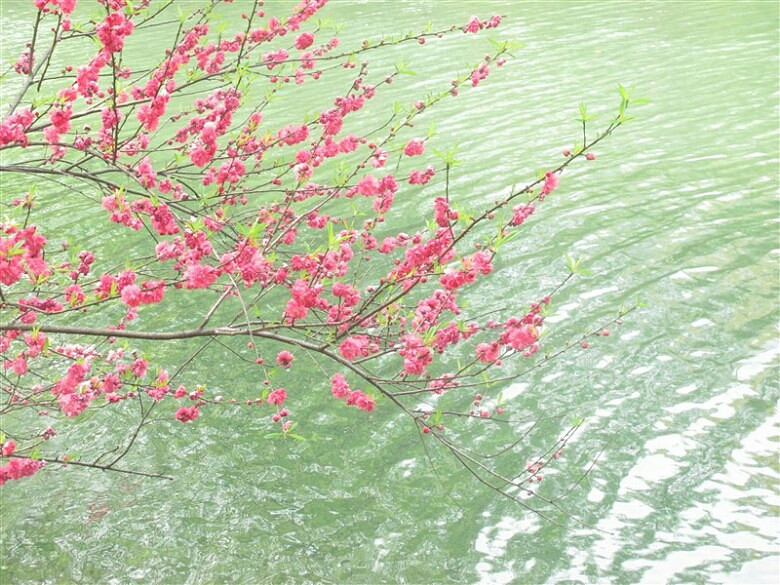 (手机相册)+相约在美丽的杭州、西湖、太子湾