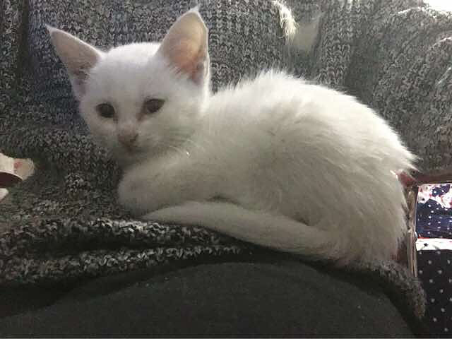 我家猫咪不吃饭怎么办。刚领回家的,三个月-家