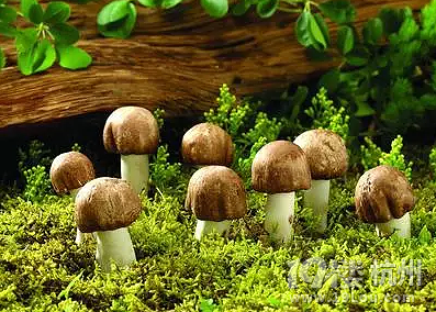 【抗霾大作战】如何降低雾霾对宝宝健康的危害