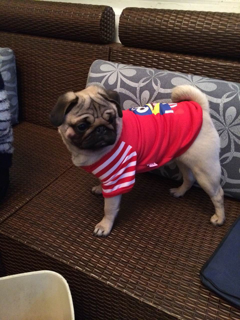 蠢萌巴哥犬-我要送养-宠物送养区-杭州19楼