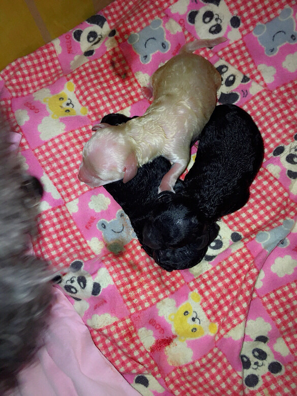 coco小灰贵今天找帅哥老公去了,年前想要灰贵