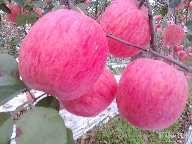 国药集团招聘-网络业务拓展-月薪3000-4499--