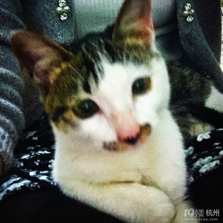 母猫绝育-家有宠物-杭州19楼