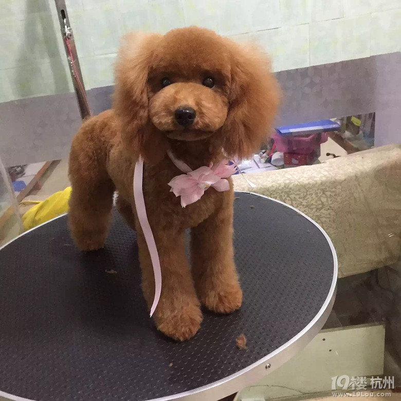 家养母贵生的宝宝还有最后一只育苗齐全保一个