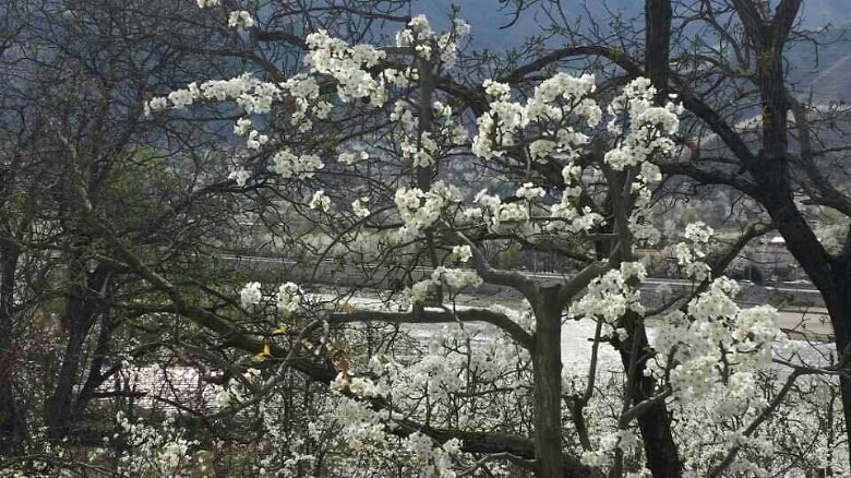 (手机相册)+三月梨花盛开的季节-大杭州旅游-杭