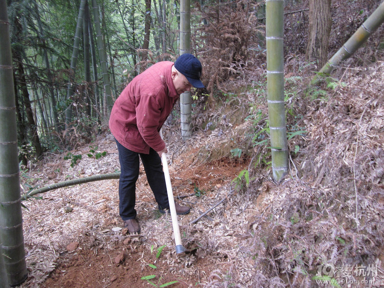 【相册冬笋】+可狙击当初在竹林挖攻略的a相册记得精英4游戏视频手机图片