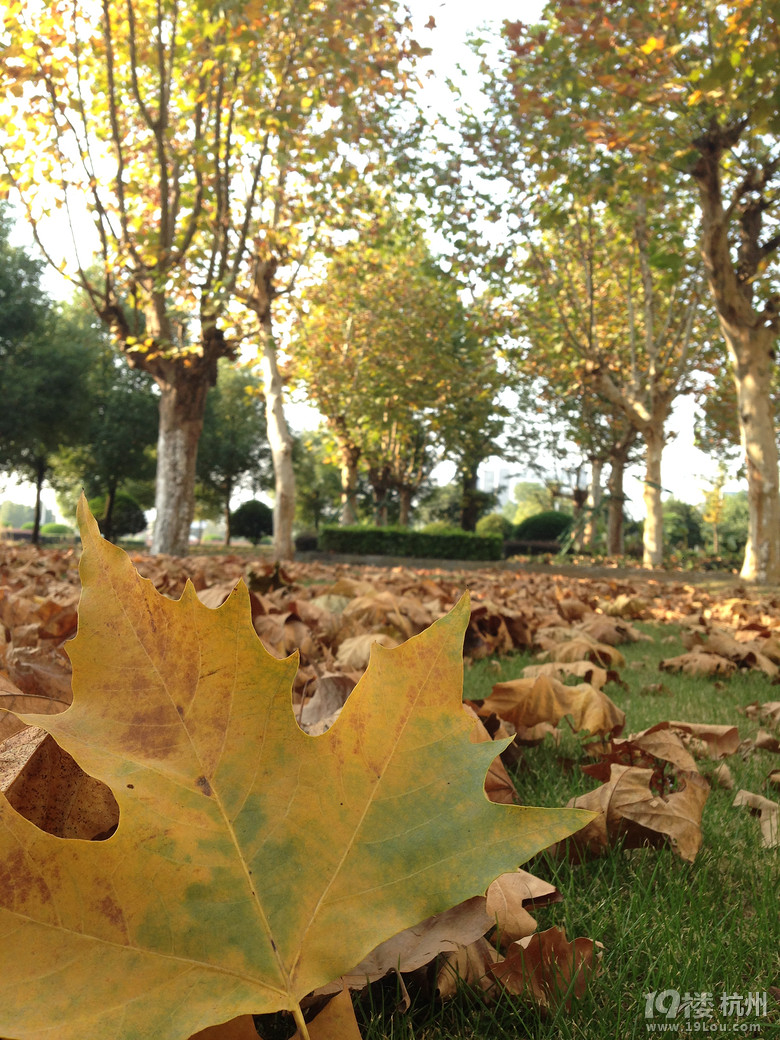 【手机相册】 梧桐落叶-活动-大杭州旅游-杭州