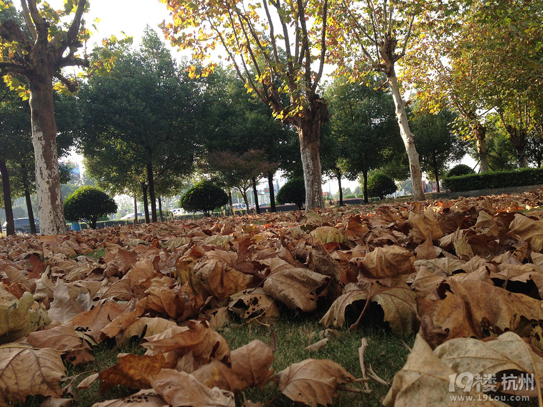 【手机相册】 梧桐落叶-活动-大杭州旅游-杭州
