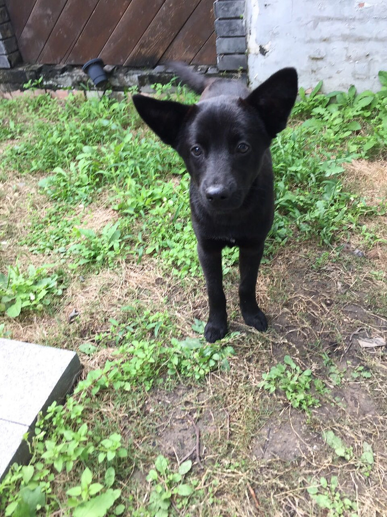 救助的流浪狗找领养!免费领养~非常可爱!