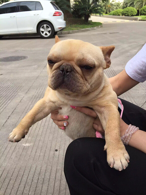 低价 家养单血统虎斑法斗 还有两只弟弟 -宠物送养区-杭州19楼