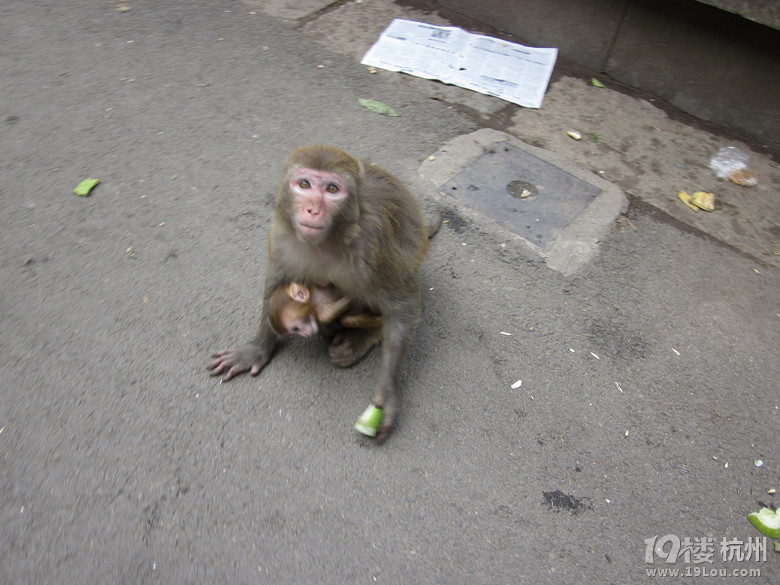 【手机相册】+母猴呵护着小猴
