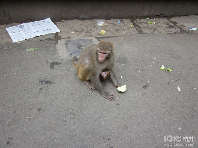 【手机相册】+母猴呵护着小猴