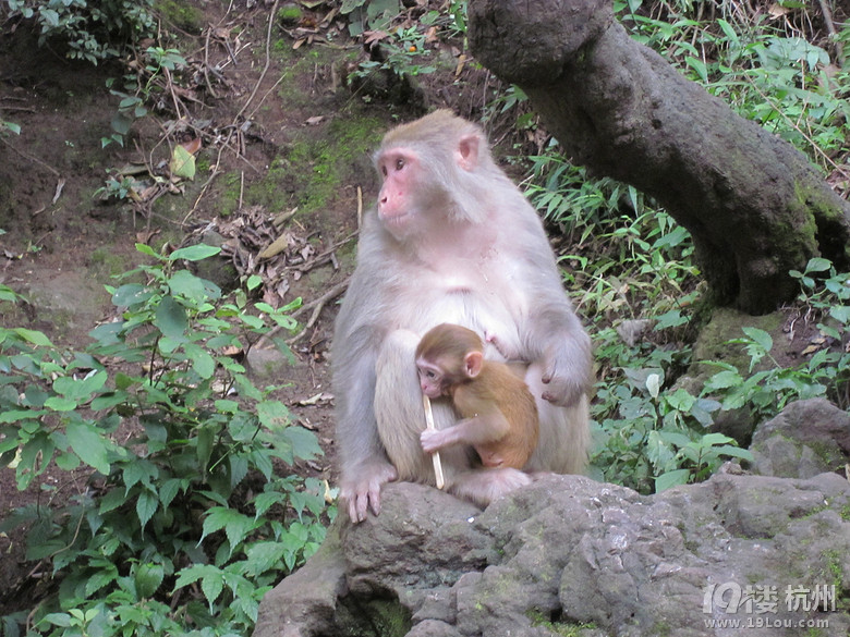 【手机相册】+母猴呵护着小猴-杭州旅游攻略-