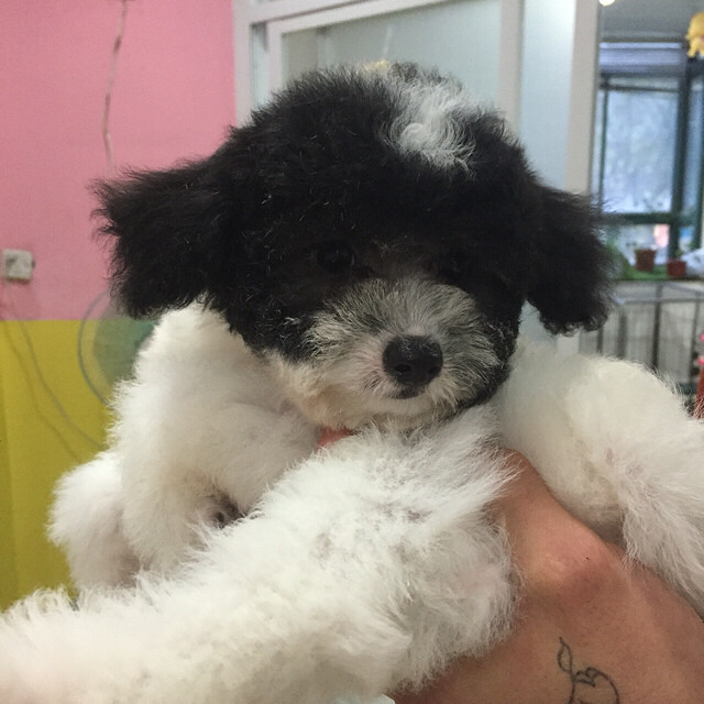 家养花贵 育苗全 身体好 长大以后毛色会-宠物