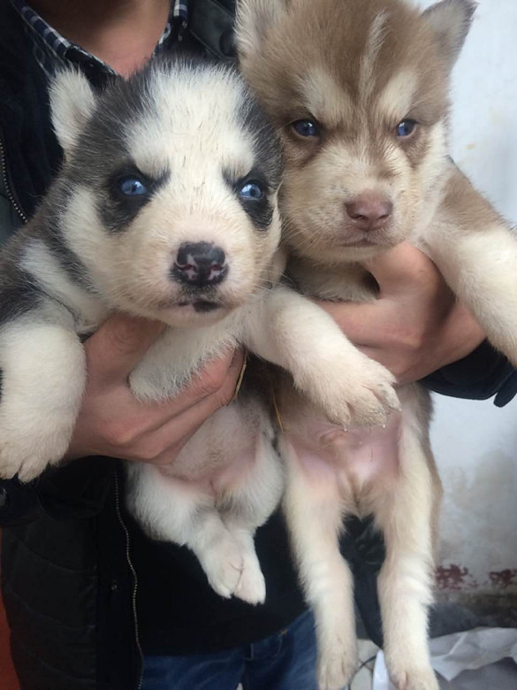 萨摩耶、阿拉斯加、哈士奇,品相好不好自己-宠