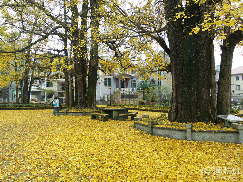 富阳新登湘溪村的银杏-播报-旅游先遣队-杭州1
