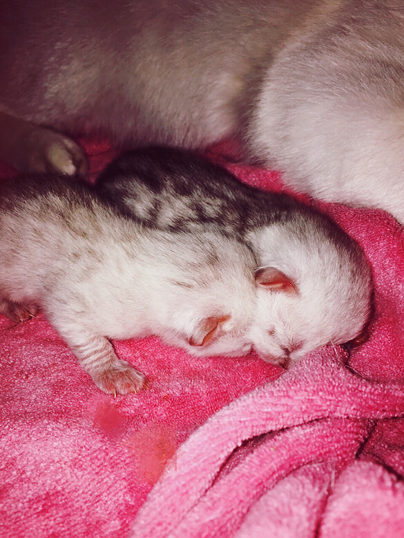 记录我家新生猫宝宝的成长-家有宠物-杭州19楼