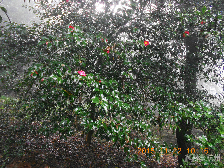 杭州玉皇山景区-杭州旅游攻略-大杭州旅游-杭州