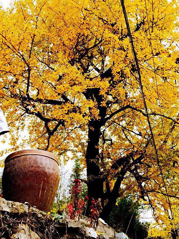 【杭城落叶】牧童遥指杏花村 地点:富阳