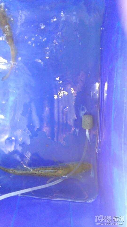 最近迷上路亚海鲈鱼,顺便找一起钓鱼的朋友-驴