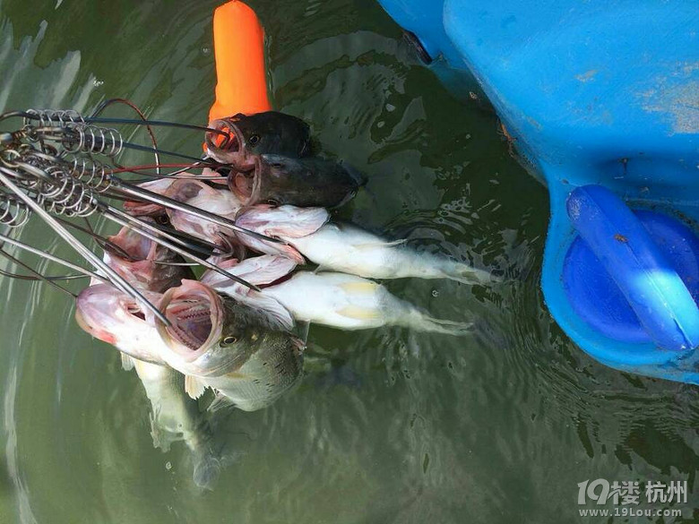 最近迷上路亚海鲈鱼,顺便找一起钓鱼的朋友-驴
