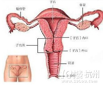 宫颈腺囊肿,孕期妈妈勿慌张-孕早期(1-12周)-准